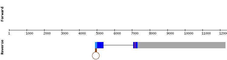 gene structure