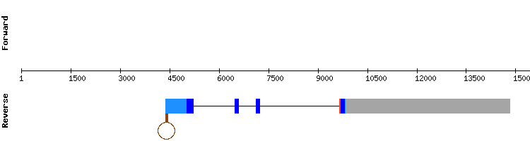 gene structure