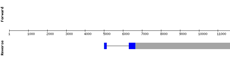 gene structure