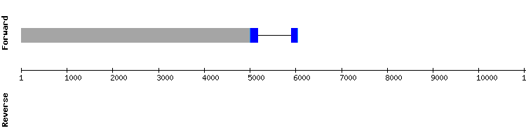gene structure