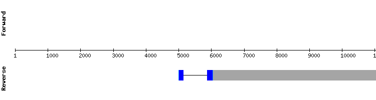 gene structure