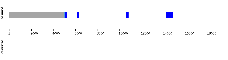 gene structure