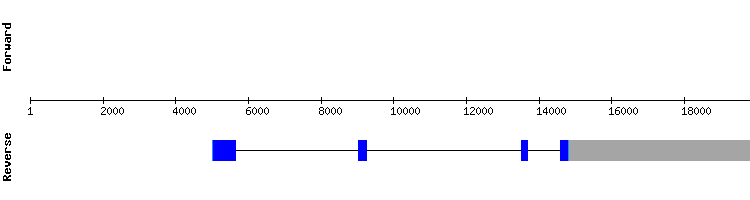 gene structure