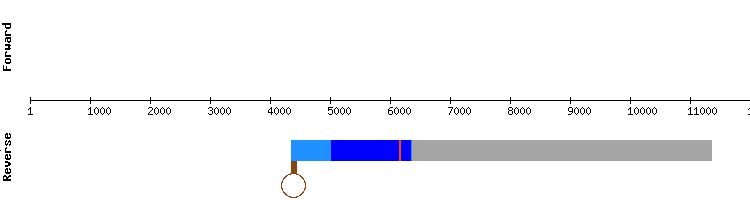 gene structure