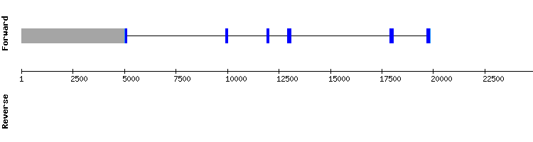 gene structure