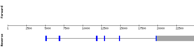 gene structure
