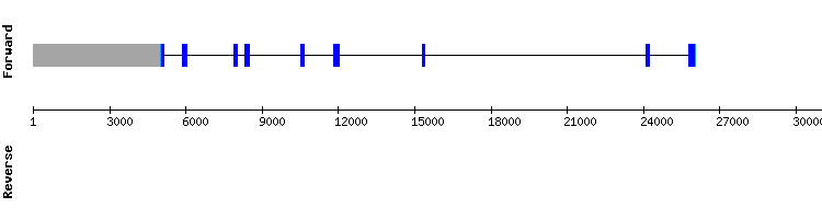 gene structure