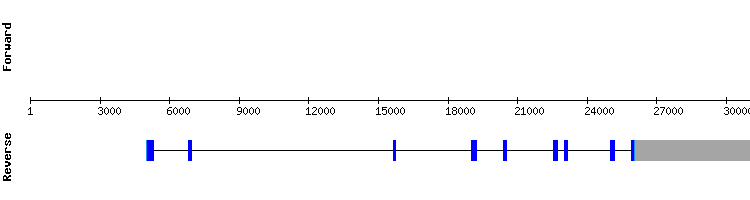 gene structure