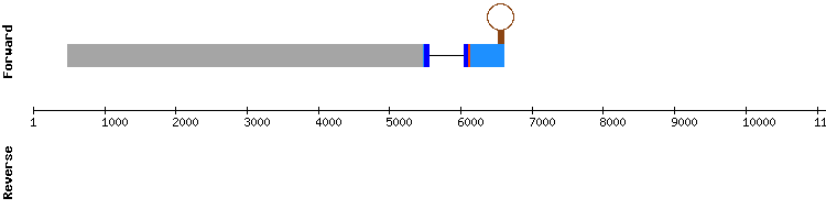 gene structure