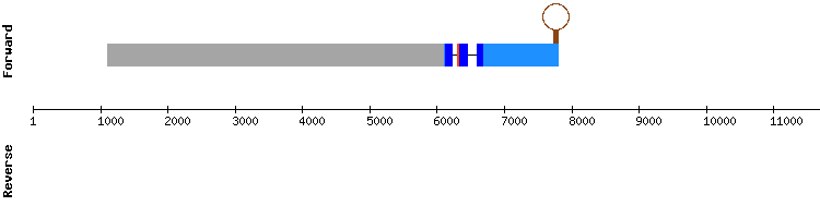 gene structure