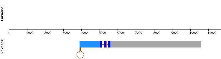 gene structure