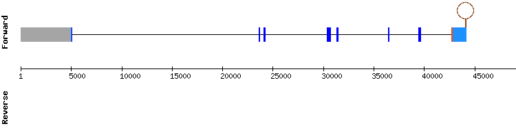 gene structure