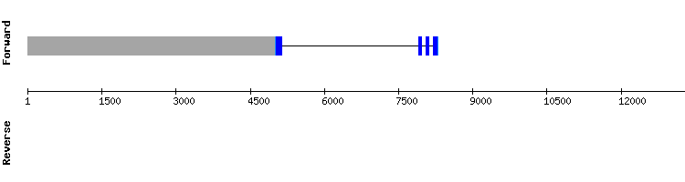 gene structure