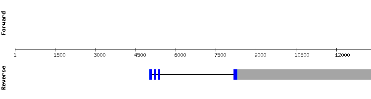 gene structure