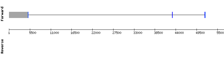 gene structure