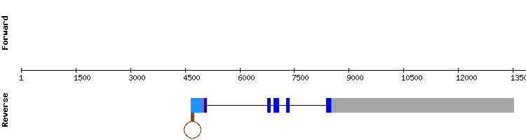 gene structure