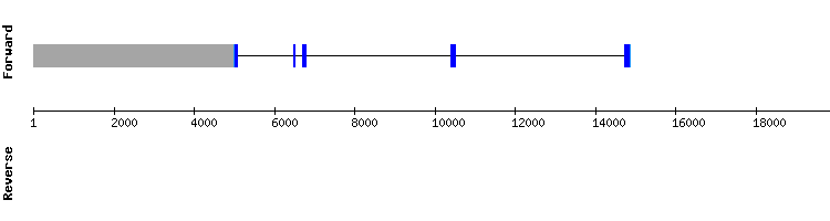 gene structure