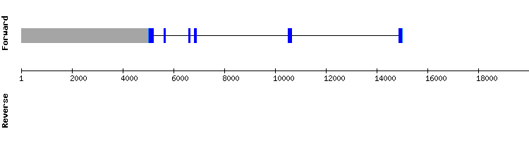 gene structure