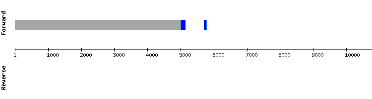 gene structure