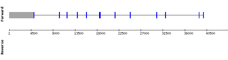 gene structure