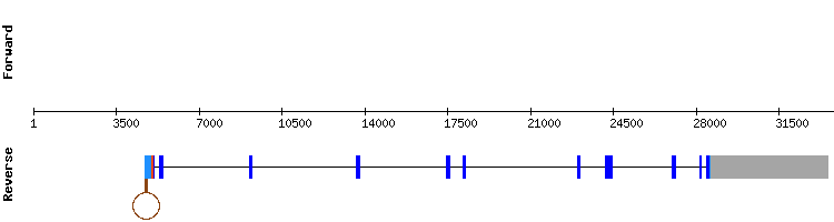 gene structure