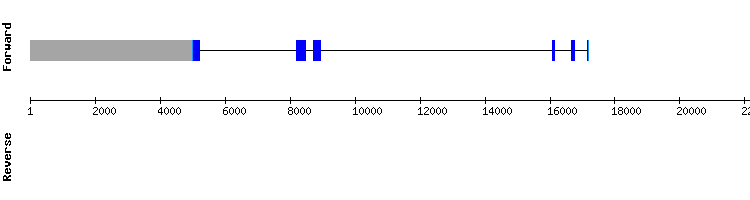 gene structure