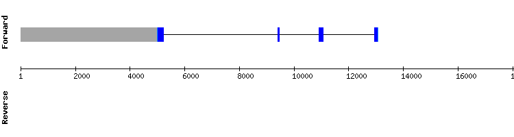 gene structure