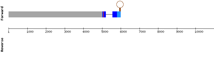 gene structure