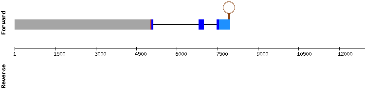 gene structure