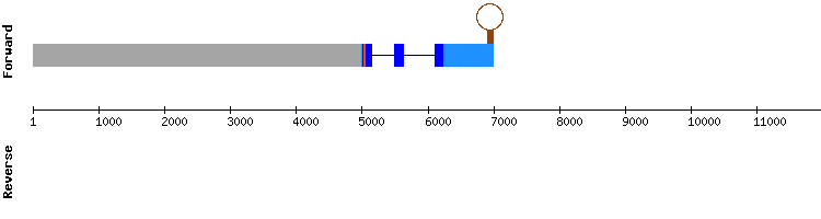 gene structure