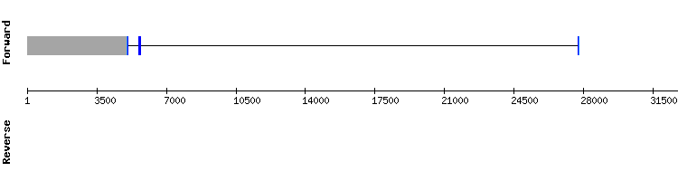 gene structure