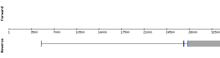 gene structure