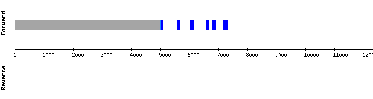 gene structure