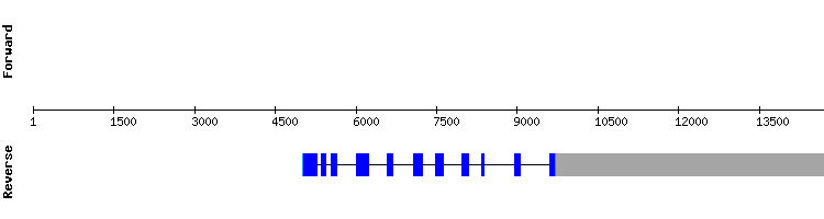 gene structure