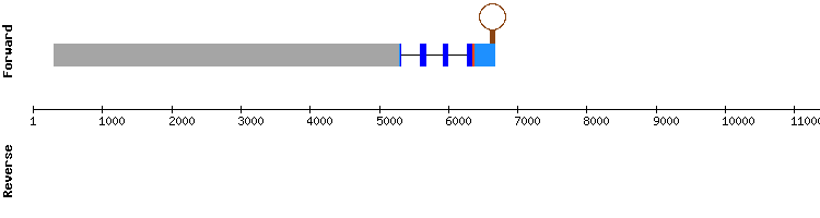 gene structure