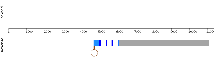 gene structure