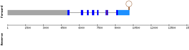 gene structure
