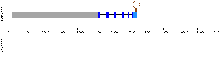 gene structure