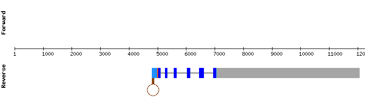 gene structure