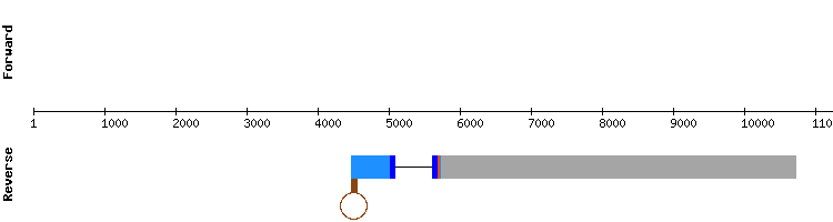 gene structure