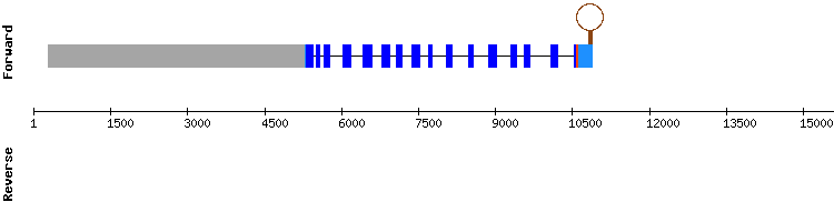 gene structure