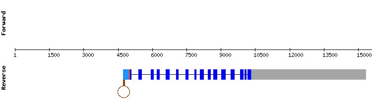 gene structure