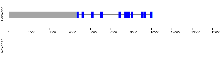 gene structure