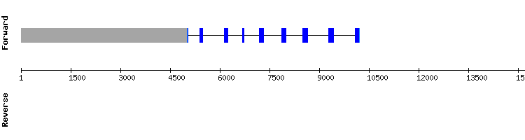 gene structure