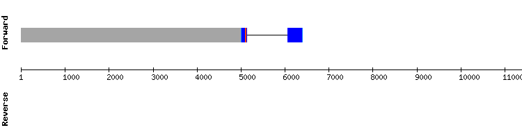 gene structure