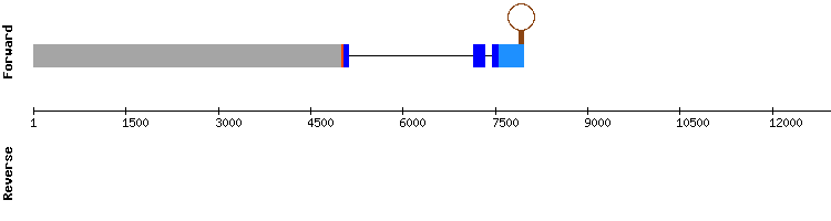 gene structure