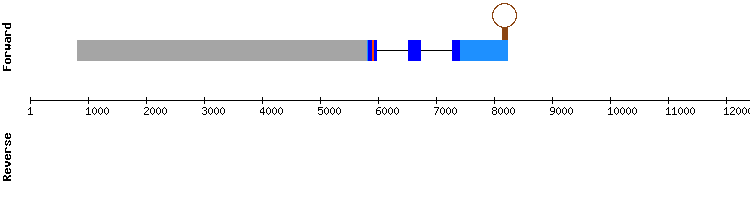 gene structure