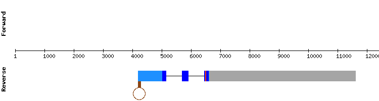 gene structure