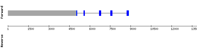 gene structure