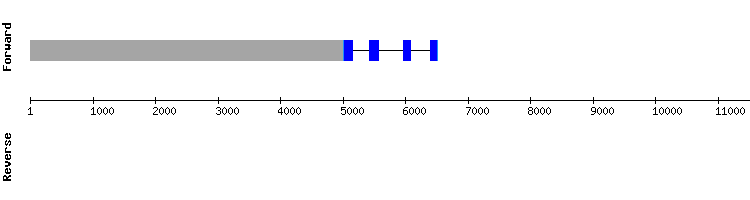 gene structure